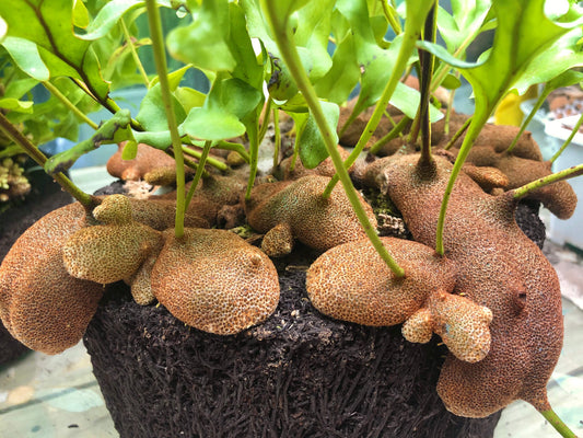 Lecanopteris crustacea is an epiphytic ant fern native to Peninsular Thailand, Malaysia, Sumatra, Borneo, and West Malesia. It typically grows in lowland tropical rainforests, often in association with the mass roots of Platycerium (staghorn ferns).