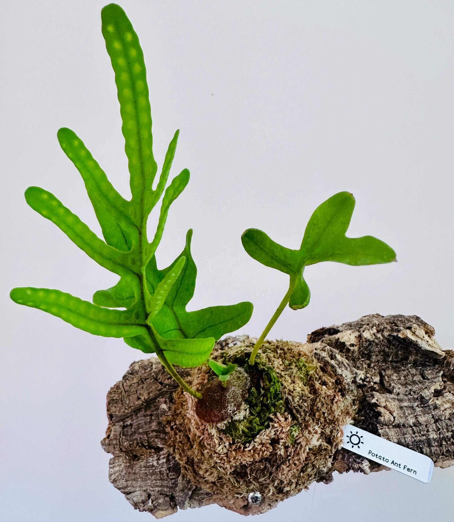 Lecanopteris crustacea is an epiphytic ant fern native to Peninsular Thailand, Malaysia, Sumatra, Borneo, and West Malesia. It typically grows in lowland tropical rainforests, often in association with the mass roots of Platycerium (staghorn ferns).