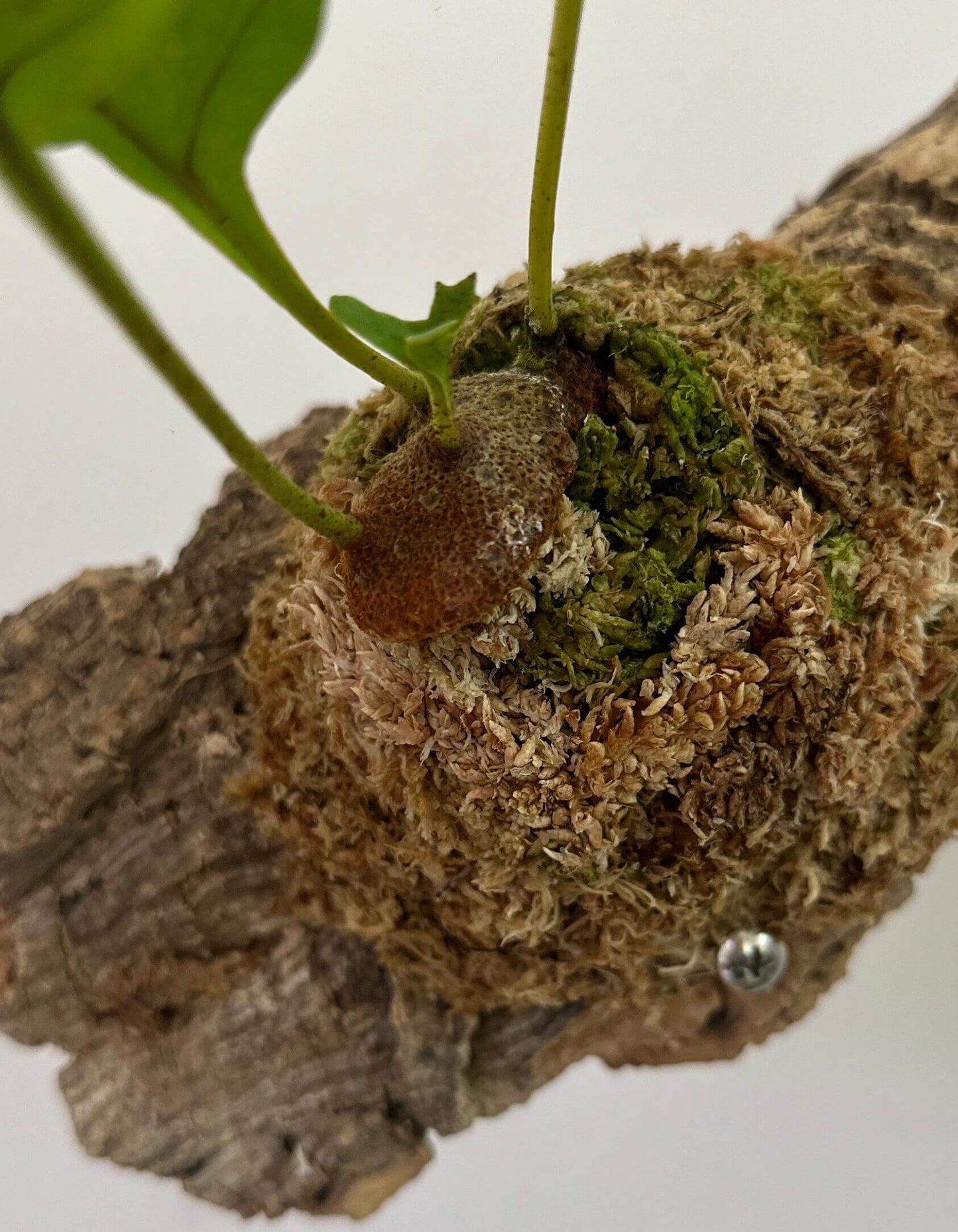 Lecanopteris crustacea is an epiphytic ant fern native to Peninsular Thailand, Malaysia, Sumatra, Borneo, and West Malesia. It typically grows in lowland tropical rainforests, often in association with the mass roots of Platycerium (staghorn ferns).