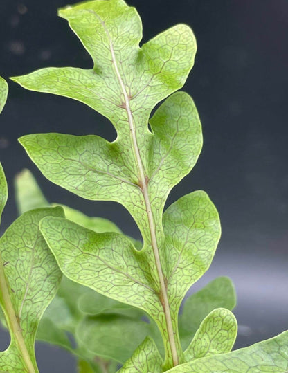 Lecanopteris darnaedii is a fern species within the genus Lecanopteris, part of the family Polypodiaceae, subfamily Microsoroideae. It is endemic to Central Sulawesi (Indonesia), primarily found in mid-montane forests at elevations of 2,300–2,500 m.