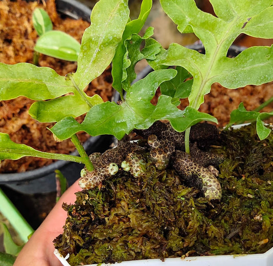 Lecanopteris lomarioides 'Ant Fern'