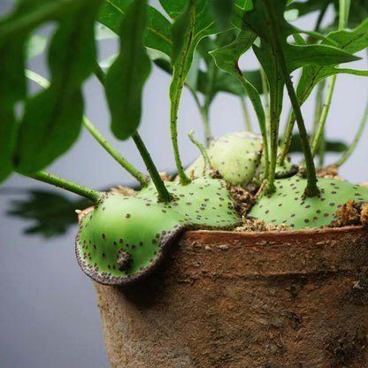 Lecanopteris mirabilis, also known as the Ant Fern, is a tropical epiphytic fern native to Papua New Guinea and Sulawesi. Its species name, mirabilis, means “wonderful” or “marvelous.” Its flattened rhizomes—up to about 25 cm in diameter—form protective coverings under which ants may shelter.