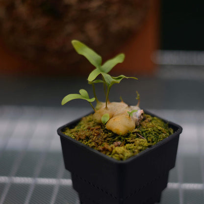 Lecanopteris pumila, commonly known as the Ant Fern, is a captivating epiphytic fern native to the tropical forests of Southeast Asia, including regions like Indonesia and Malaysia. This species is part of the Lecanopteris genus, renowned for its symbiotic relationship with ants.
