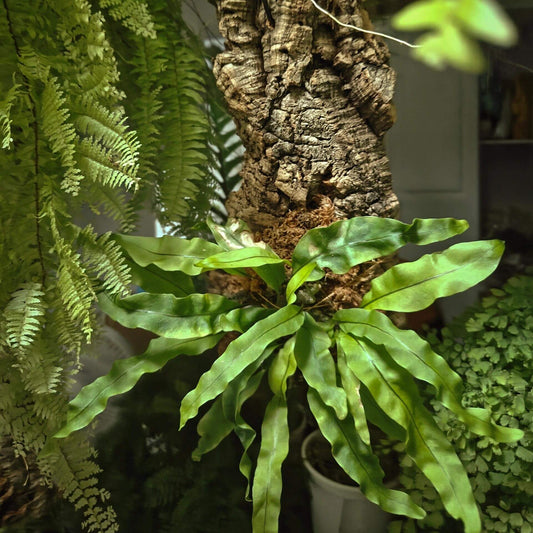 Lecanopteris sinuosa is an epiphytic fern and a myrmecophyte, meaning it forms mutualistic relationships with ants. Young rhizomes are solid but hollow out as they mature, developing a hardened, rock-like structure infused with phlopaphene.