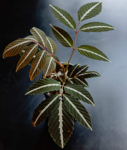 Leea amabilis is a striking tropical shrub native to the rainforests of Borneo. Belonging to the genus Leea in the family Vitaceae, this plant is celebrated for its vibrant foliage and ornamental appeal.