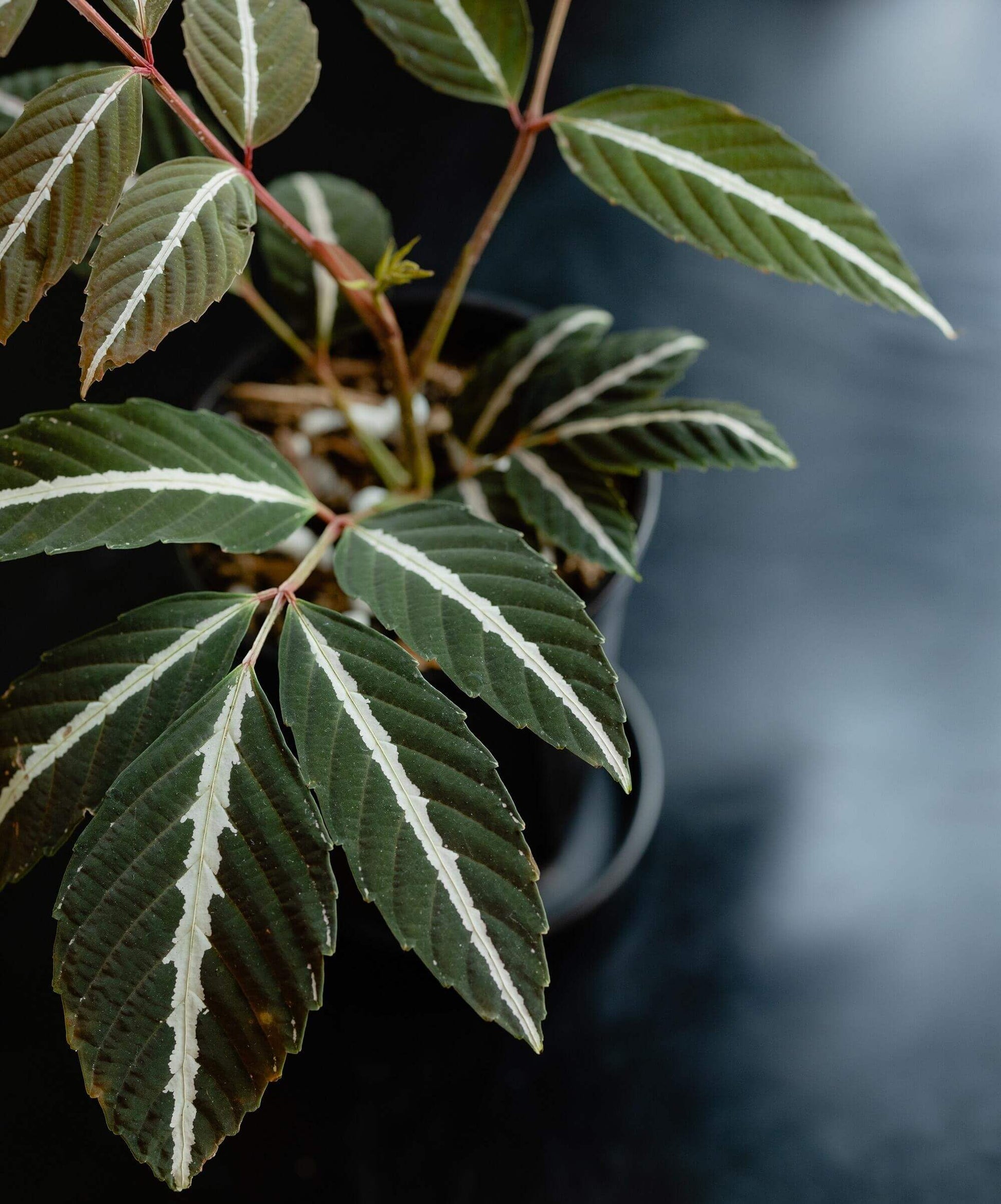Leea amabilis is a striking tropical shrub native to the rainforests of Borneo. Belonging to the genus Leea in the family Vitaceae, this plant is celebrated for its vibrant foliage and ornamental appeal.