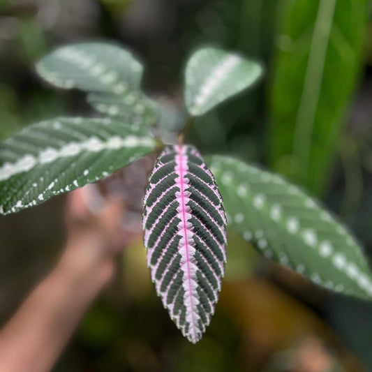 Leea zippeliana is a rare and striking ornamental plant native to the rainforests of New Guinea. Its unique foliage, characterized by dark green leaves adorned with white spots along the midrib, makes it a captivating addition to terrariums.