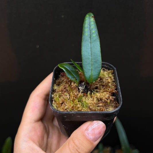 Lepisorus sp. “Brunei” is native to Southeast Asia. It is an epiphytic fern with leaves that show a metallic blue.