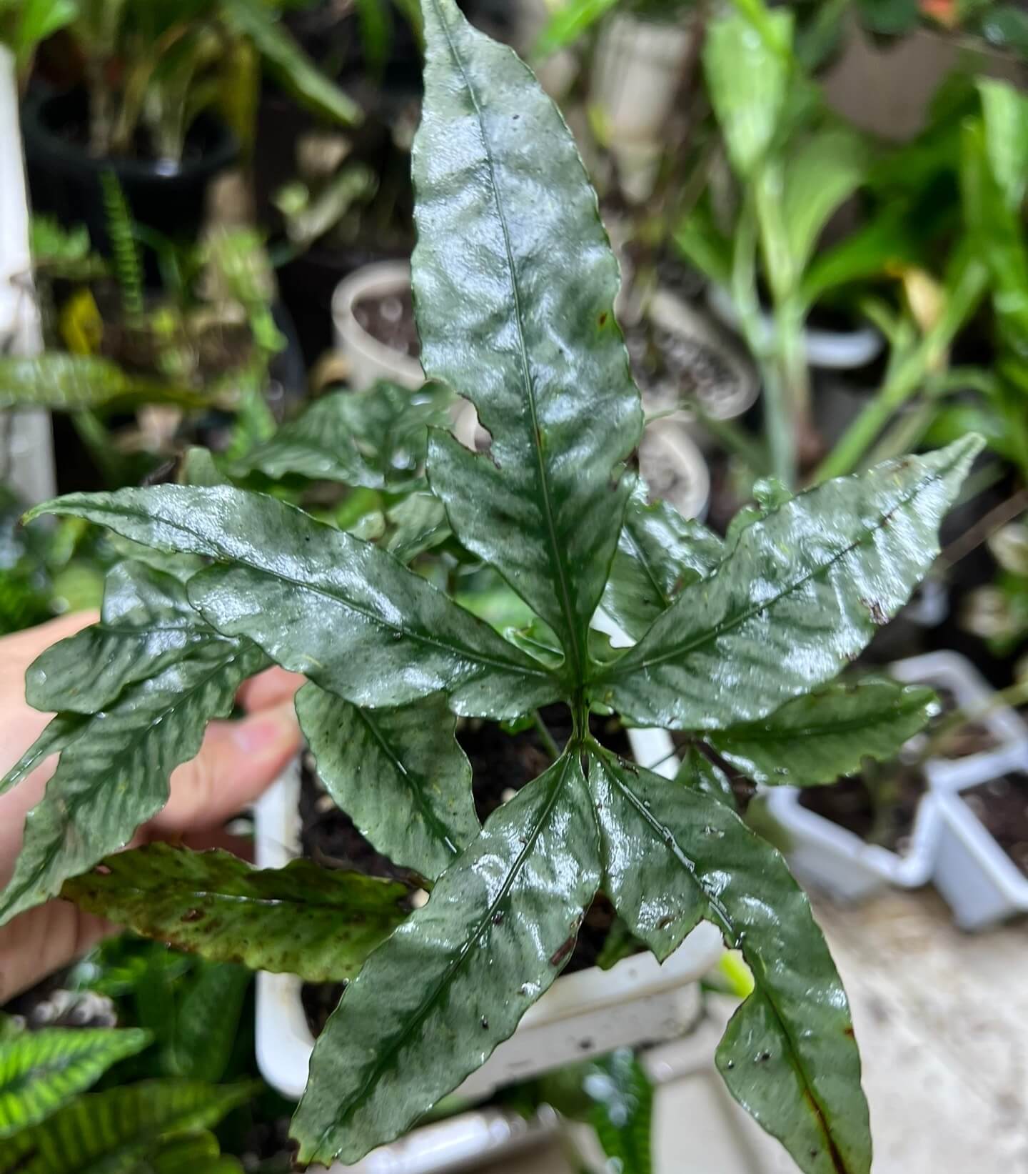 Leptochilus ellipticus var. pentaphyllus is a lithophytic or epiphytic fern—growing naturally on rocks or tree surfaces rather than in dense soil—and is native to a broad region across East and Southeast Asia.