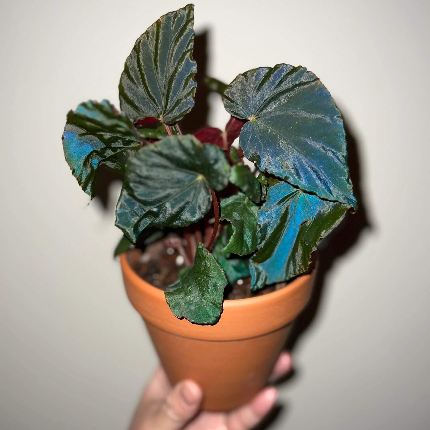 Begonia pavonina, often referred to as the Peacock Begonia, is a striking and visually captivating plant. Known for its unique, iridescent leaves that resemble the vibrant colors of a peacock's feathers, this begonia is a true showstopper in any indoor garden.
