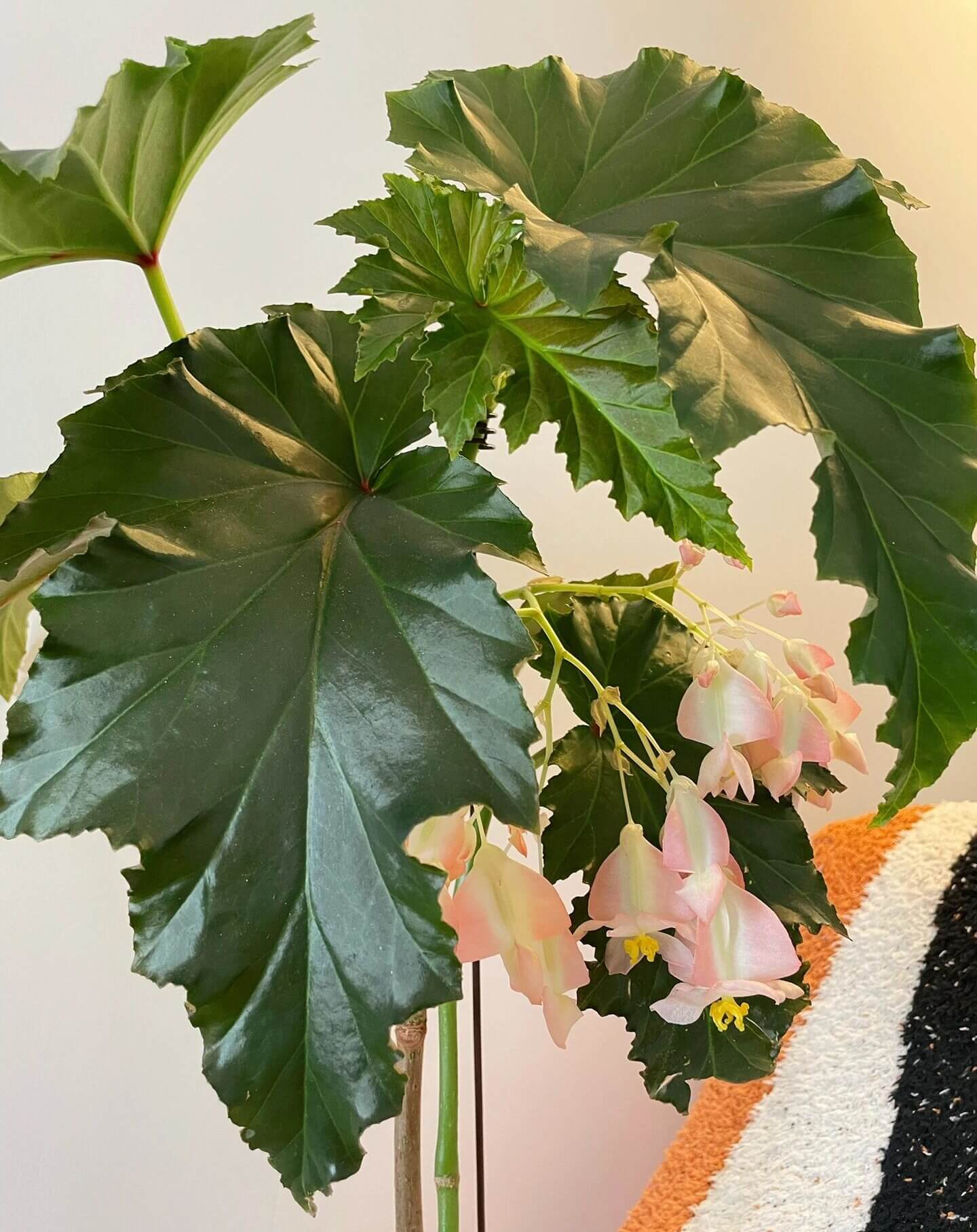 Begonia 'Irene Nuss' is a striking cane-type begonia cultivar known for its upright growth, large bronze-green leaves, and abundant clusters of pale pink, pendulous flowers. It was introduced in 1971 by Irene Nuss, a renowned hybridizer who significantly contributed to the development of the 'superba' cane group of begonias. This cultivar has earned the Royal Horticultural Society's Award of Garden Merit, recognizing its exceptional performance in gardens.