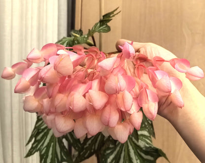 Begonia ‘Sophie Cecile’ (also known as ‘Sophia’ in some contexts) is a striking cane-stem or “angel wing” begonia cultivar first created by hybridizer Belva Nelson Kusler in 1961, via a cross between Begonia ‘Lenore Olivier’ and Begonia aconitifolia.