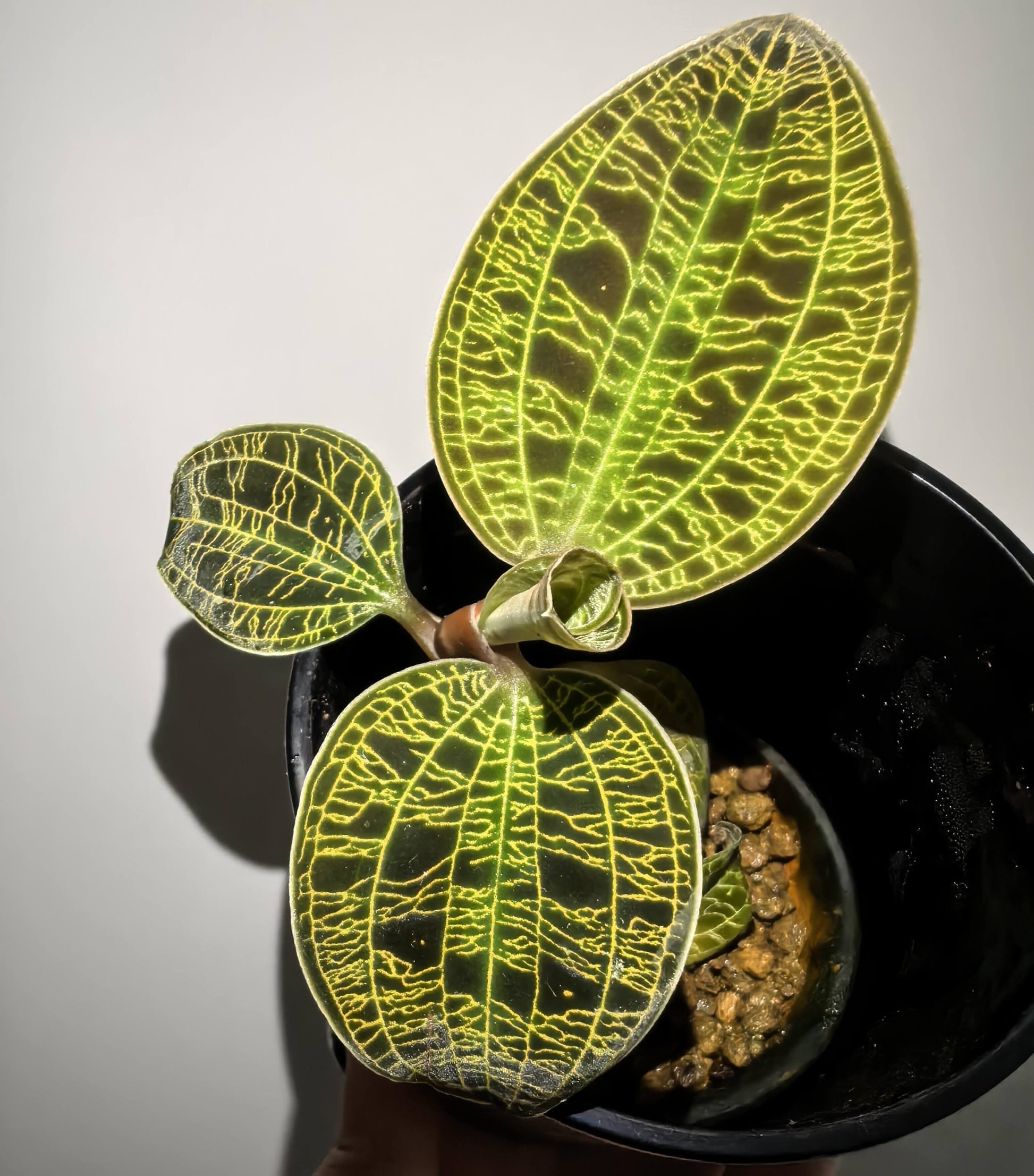 Lightning Jewel Orchid (Macodes petola) is a striking terrestrial orchid prized for its velvety dark green leaves beautifully etched with electrifying veins of gold, mint, or copper—resembling a lightning strike captured in foliage.