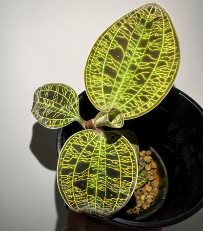 Lightning Jewel Orchid (Macodes petola) is a striking terrestrial orchid prized for its velvety dark green leaves beautifully etched with electrifying veins of gold, mint, or copper—resembling a lightning strike captured in foliage.