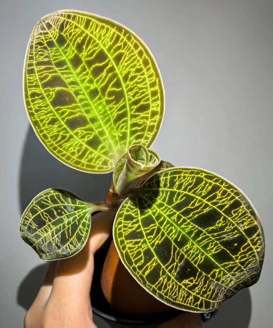 Lightning Jewel Orchid (Macodes petola) is a striking terrestrial orchid prized for its velvety dark green leaves beautifully etched with electrifying veins of gold, mint, or copper—resembling a lightning strike captured in foliage.