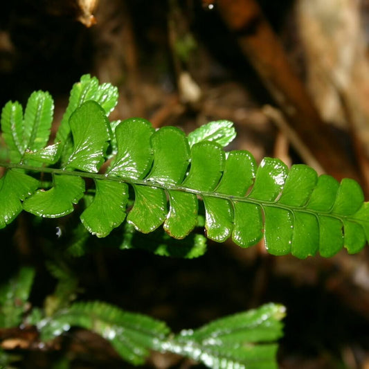 Lindsaea austrosinica belongs to the family Lindsaeaceae and is a relatively large species within the genus Lindsaea. It is native to subtropical and tropical regions of East and Southeast Asia, and typically grows in humid forests, thriving on the forest floor, on rocks or slopes, or in shaded, damp environments.