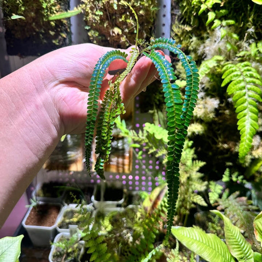 Lindsaea borneensis is a rare and visually striking epiphytic fern native to the humid rainforests of Borneo, Malaysia, and Sumatra. Belonging to the Lindsaeaceae family, this species is known for its delicate, lace-like fronds and is well-suited for cultivation in terrariums.