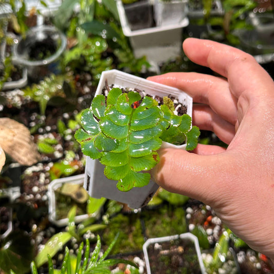 Lindsaea doryphora belongs to the family Lindsaeaceae and is native to a range spanning Bangladesh through parts of Malesia, including Borneo, Sumatra, Malaysia (Malaya), Thailand, the Philippines, and Java. It prefers shaded, humid forest conditions, often growing in low-light understory or on damp slopes and forest floors. This species is well suited to environments that mimic a humid, shaded forest understory, making it potentially ideal for terrariums, paludariums.