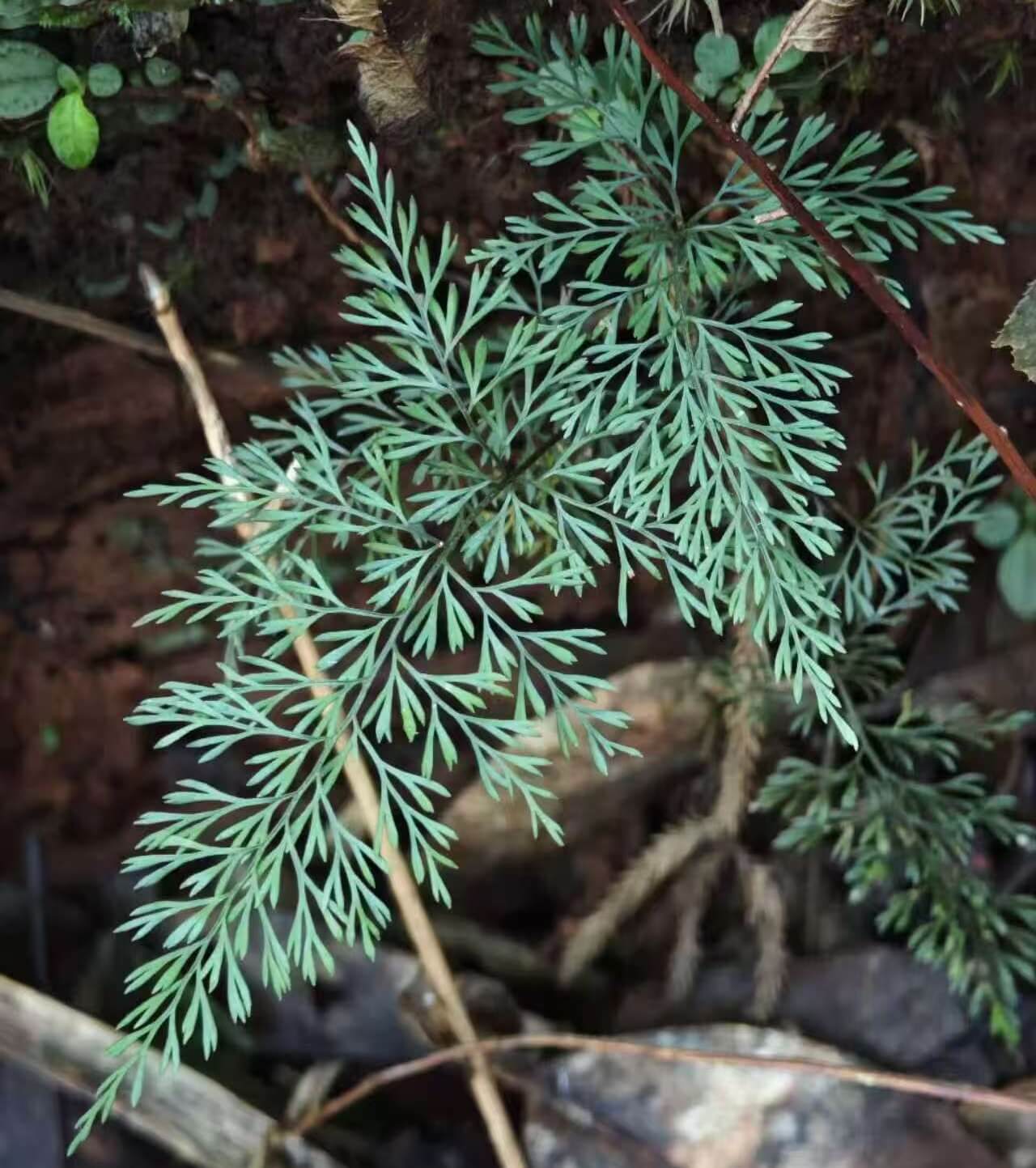 Lindsaea eberhardtii is a delicate terrestrial fern from the Lindsaeaceae family, native to southern China (Hainan) and Indo‑China regions including Thailand and Vietnam.