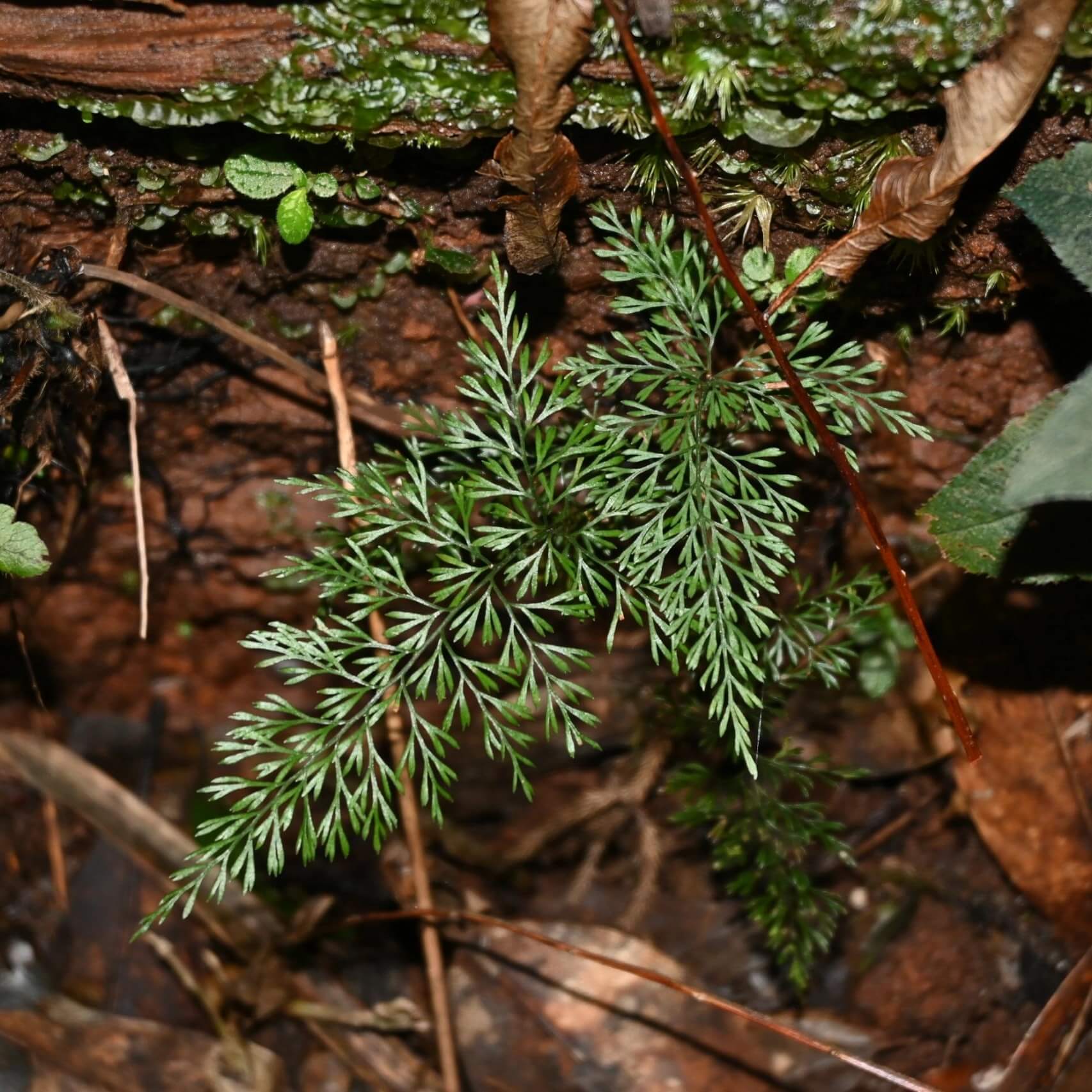 Lindsaea eberhardtii is a delicate terrestrial fern from the Lindsaeaceae family, native to southern China (Hainan) and Indo‑China regions including Thailand and Vietnam.