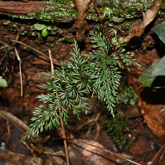 Lindsaea eberhardtii is a delicate terrestrial fern from the Lindsaeaceae family, native to southern China (Hainan) and Indo‑China regions including Thailand and Vietnam.