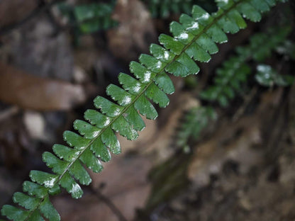 Lindsaea lucida is a small to medium-sized epiphytic fern from the Lindsaeaceae family and the Lindsaea genus. This species is native to Southeast Asia and is known for its finely divided pinnate leaves with serrated edges. It thrives in rainforest environments, making it an excellent choice for rainforest terrariums.