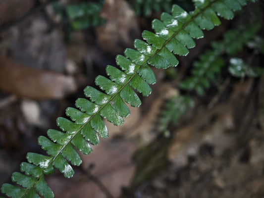 Lindsaea lucida is a small to medium-sized epiphytic fern from the Lindsaeaceae family and the Lindsaea genus. This species is native to Southeast Asia and is known for its finely divided pinnate leaves with serrated edges. It thrives in rainforest environments, making it an excellent choice for rainforest terrariums.