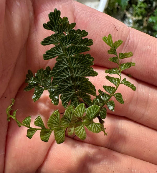 Lindsaea oblanceolata is a species of fern belonging to the Lindsaeaceae family. It is characterized by its delicate, pinnate fronds and is native to tropical regions, particularly in Southeast Asia.