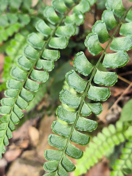 Lindsaea orbiculata is a delicate fern belonging to the Lindsaeaceae family. It is native to tropical and subtropical regions of Asia, including countries such as China, Taiwan, Japan, Vietnam, Malaysia, and Indonesia. This fern thrives in humid, shaded environments, often found in rainforests, on tree trunks, or in crevices of rocks.