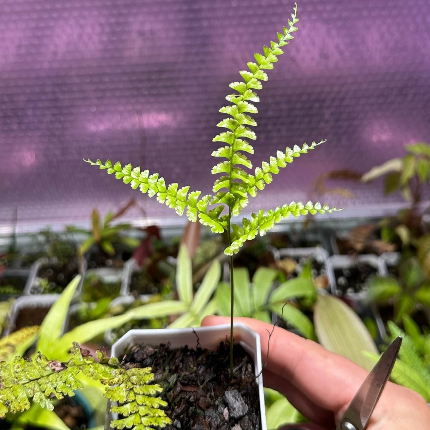 Lindsaea parallelogramma belongs to the family Lindsaeaceae and is native to montane and forest habitats in Southeast Asia. It is a terrestrial fern that grows on clay soil or rocks in forests, from sea level up to about 1200 m elevation. The pinnules (smallest leaf segments) are described as trapeziform to rhombic, sometimes more ligulate in larger leaves, with the larger pinnules reaching approximately 12×3 mm to 19×7 mm, often being 2–3 times as long as wide.