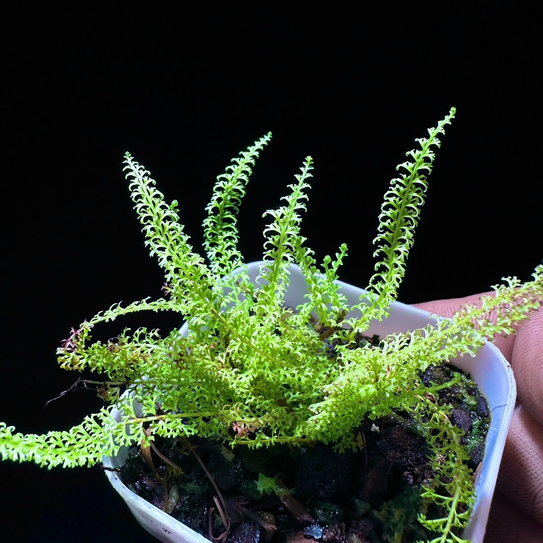 Lindsaea repens var. truncata is a fern variety belonging to the Lindsaeaceae family, native to the wet tropical regions of Sabah, Borneo.