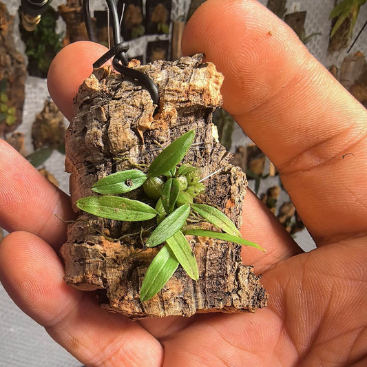 Bulbophyllum pandurella is a rare, miniature orchid species native to Madagascar, distinguished by its lute-shaped flowers, which inspired its common name, "little lute-shaped Bulbophyllum."
