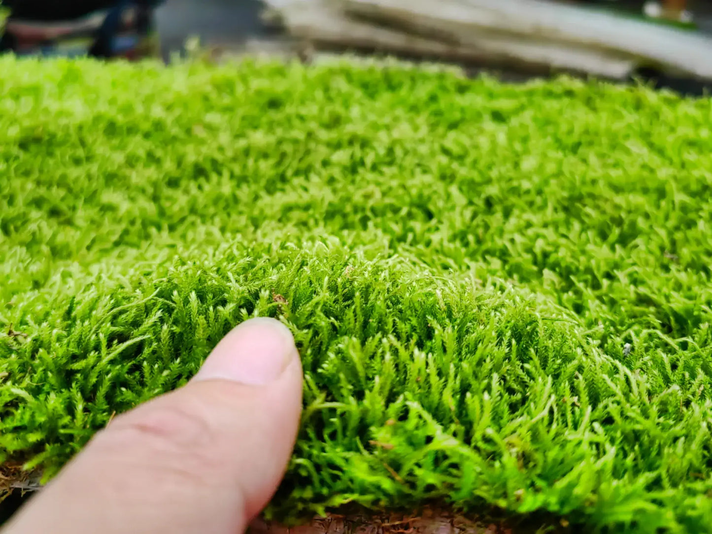 Hygrohypnum luridum is a versatile moss that is well-suited for a variety of terrarium and landscape setups, including water and land-based tanks, aquarium, and various potted arrangements. It can tolerate high humidity and spreads quickly, making it ideal for both indoor and outdoor cultivation.