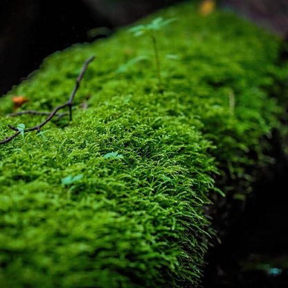 Hygrohypnum luridum is a versatile moss that is well-suited for a variety of terrarium and landscape setups, including water and land-based tanks, aquarium, and various potted arrangements. It can tolerate high humidity and spreads quickly, making it ideal for both indoor and outdoor cultivation.