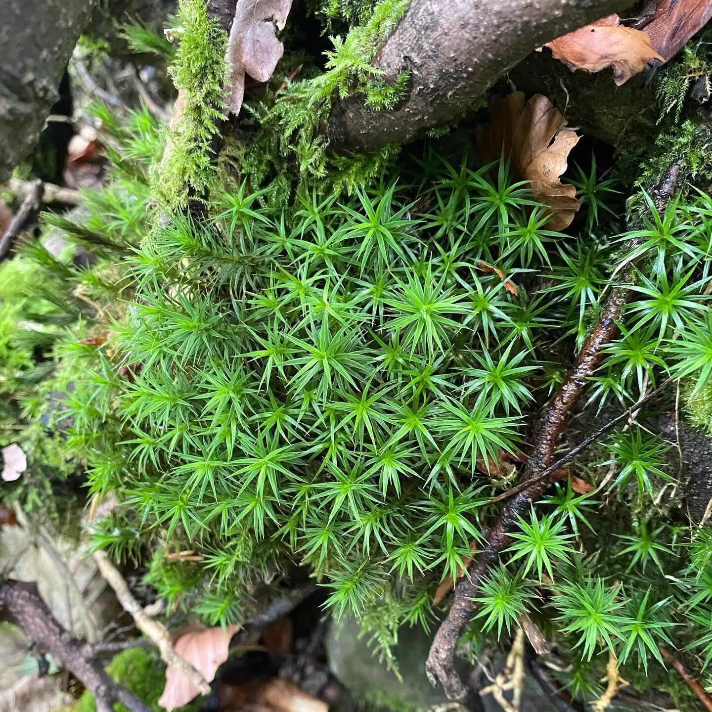 Pogonatum inflexum has deep green, stiff, and slender leaves. Suitable Environments: Micro-landscapes, rockeries, paludariums, terrariums, and potted arrangements are ideal for this moss.