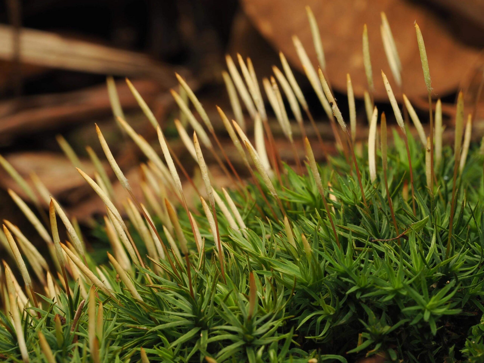 Pogonatum inflexum has deep green, stiff, and slender leaves. Suitable Environments: Micro-landscapes, rockeries, paludariums, terrariums, and potted arrangements are ideal for this moss.