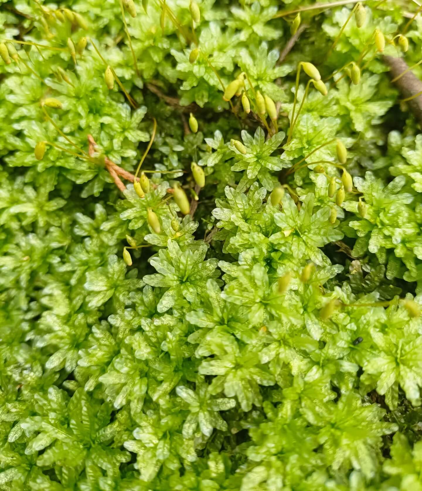 Pseudobryum speciosum is one of the largest mosses in the Lampyraceae family. Its straight, upright stems can reach up to 10 cm in height. The leaves are slightly elongated, elliptical, and characterized by distinct waves, which is its signature feature.