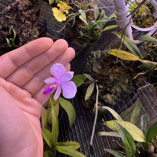 Phalaenopsis lowii, commonly known as Low's Phalaenopsis, is a distinctive and rare species of orchid native to the lowland regions of Myanmar and Borneo. It thrives in areas with abundant rainfall and is often seen growing on bare limestone rocks or on twigs of small shrubs rooted in rock crevices. These habitats are usually exposed to morning sunlight but are shaded in the afternoon, providing a balanced light environment for the orchids.