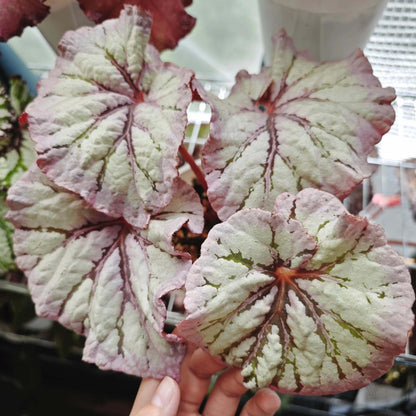 Begonia Yalta is a stunning hybrid begonia that captivates with its beautiful foliage and easy-care nature. Whether you're a beginner or an expert, this begonia is perfect for both seasoned collectors and those just starting their plant journey.