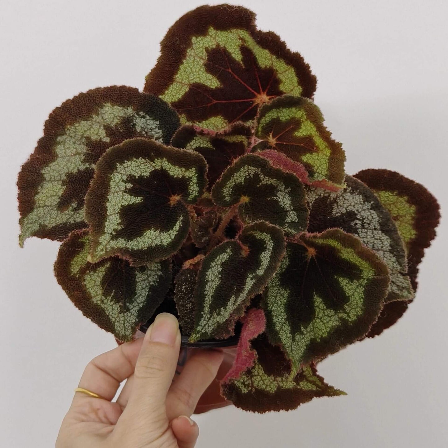 Begonia picturata is a unique rhizomatous begonia species native to the limestone regions of Guangxi, China. The leaf edges are gently wavy, and the underside of the leaves showcases a rich red color. The plant’s flower clusters feature white petals with yellow stamens, blooming between May and July.