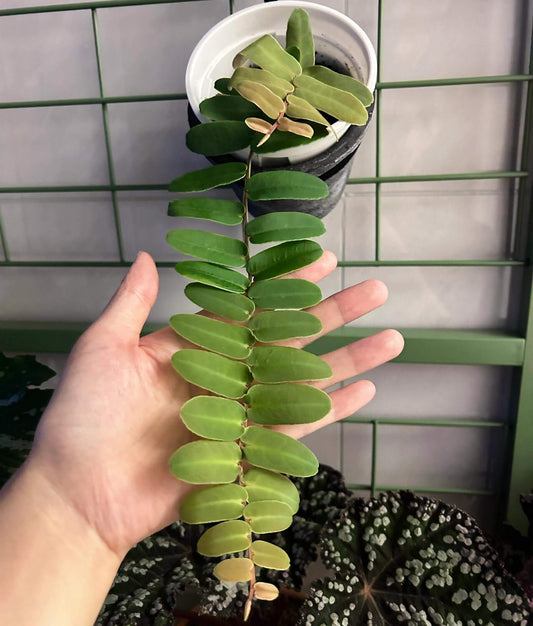 Marcgravia sintenisii, commonly known as the Rainbow Shingling Vine, is a visually striking tropical plant native to Puerto Rico. Renowned for its vibrant foliage that transitions from red to orange to green as it matures, this epiphytic vine thrives in humid, warm environments, making it an excellent choice for terrariums and vivariums.