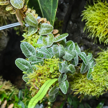 Marcgravia umbellata is a captivating tropical plant native to the Caribbean and parts of Central and South America. This epiphytic vine is renowned for its unique shingling growth habit, where its small, overlapping leaves cling tightly to surfaces like tree trunks, rocks, or terrarium walls.