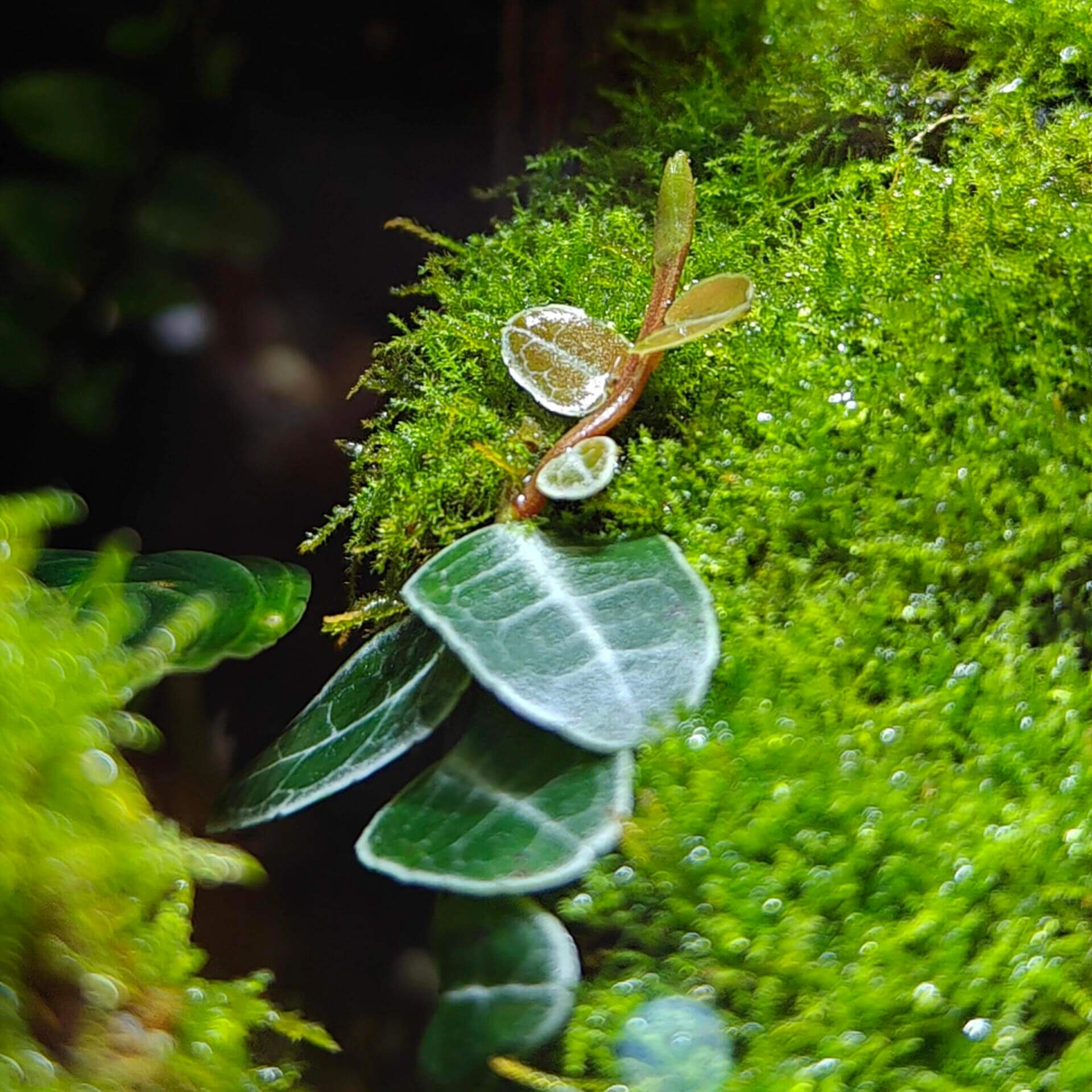 Marcgravia umbellata is a captivating tropical plant native to the Caribbean and parts of Central and South America. This epiphytic vine is renowned for its unique shingling growth habit, where its small, overlapping leaves cling tightly to surfaces like tree trunks, rocks, or terrarium walls.
