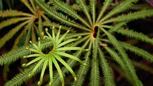 Matonia pectinata, a species in the family Matoniaceae, is a remarkable fern known for its fan‑like (pedate) fronds composed of up to 26 primary leaflets, each with many pinnate segments.