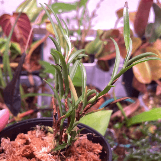 Mediocalcar bifolium is a miniature epiphytic or lithophytic orchid native to New Guinea, the Solomon Islands, and Vanuatu, where it inhabits montane rainforests or subalpine shrublands at elevations between 1,800 to 2,600 meters.