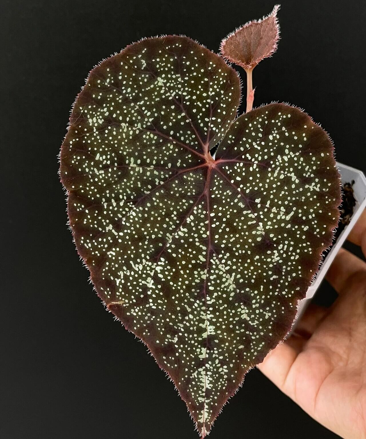 Begonia Curtisii Galaxy is a captivating species native to Thailand that draws attention with its stunning, starry-patterned leaves. When young, the leaves are a vibrant green, but as the plant matures, they transition to deeper shades of purple or red. The leaves are speckled with numerous small spots, creating a galaxy-like effect, reminiscent of stars scattered across the night sky. The leaf edges are adorned with soft, fuzzy hairs, adding texture and beauty.