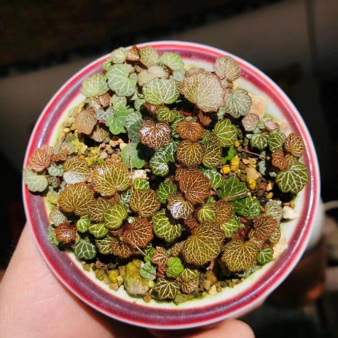 Micro Strawberry Begonia (Saxifraga stolonifera) is an enchanting miniature plant that perfectly embodies natural charm. Its tiny, round leaves form a dense, cushion-like cluster, each leaf beautifully veined with delicate patterns that stand out vividly under the light. The foliage shifts in color with the seasons—from soft greens to warm coppery tones—adding year-round visual interest.