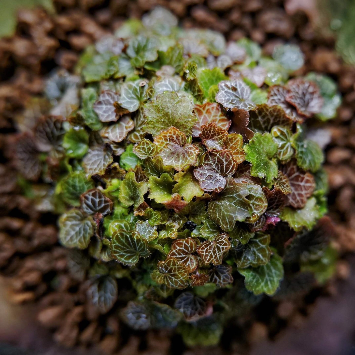 Micro Strawberry Begonia (Saxifraga stolonifera) is an enchanting miniature plant that perfectly embodies natural charm. Its tiny, round leaves form a dense, cushion-like cluster, each leaf beautifully veined with delicate patterns that stand out vividly under the light. The foliage shifts in color with the seasons—from soft greens to warm coppery tones—adding year-round visual interest.