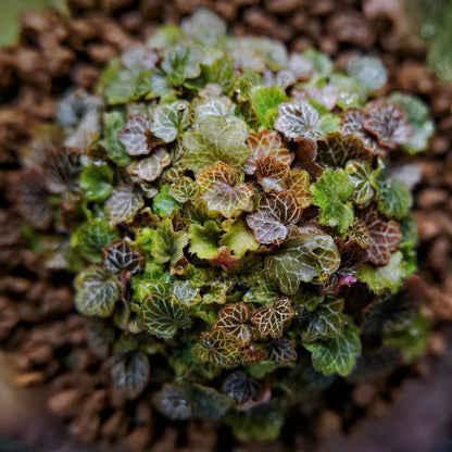 Micro Strawberry Begonia (Saxifraga stolonifera) is an enchanting miniature plant that perfectly embodies natural charm. Its tiny, round leaves form a dense, cushion-like cluster, each leaf beautifully veined with delicate patterns that stand out vividly under the light. The foliage shifts in color with the seasons—from soft greens to warm coppery tones—adding year-round visual interest.