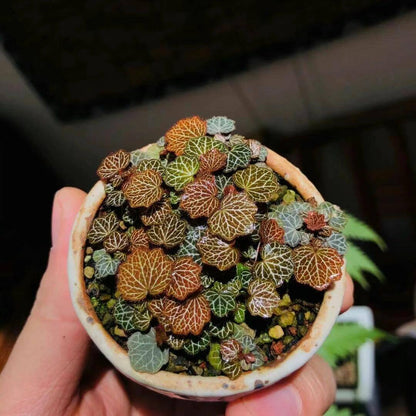 Micro Strawberry Begonia (Saxifraga stolonifera) is an enchanting miniature plant that perfectly embodies natural charm. Its tiny, round leaves form a dense, cushion-like cluster, each leaf beautifully veined with delicate patterns that stand out vividly under the light. The foliage shifts in color with the seasons—from soft greens to warm coppery tones—adding year-round visual interest.